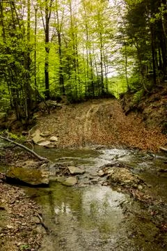 A forest river Stock Photos