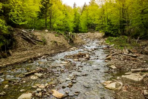 A forest river Stock Photos