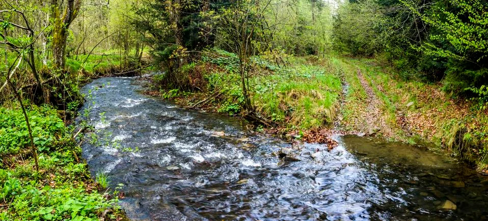A forest river Stock Photos
