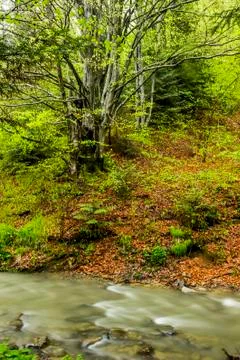 A forest river Stock Photos