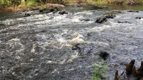 Forest river Stock Photos