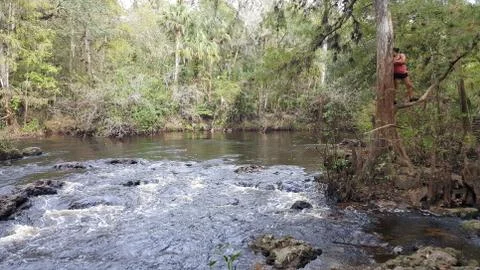 Forest river Stock Photos