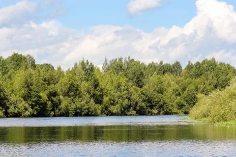 Forest by the river. Stock Photos