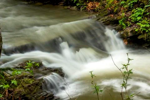 A forest river Stock Photos