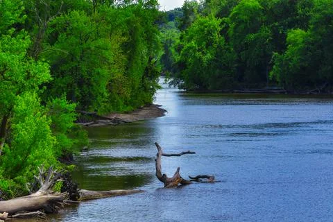 Forest on the river 写真素材