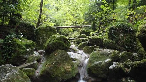 Forest River 写真素材