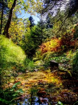Forest river reflection in autumn Stock-Fotos