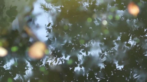 Forest river Reflection Stock Footage 78975281