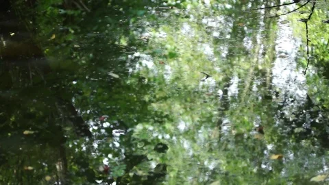 Forest river Reflection Video stock 78975302