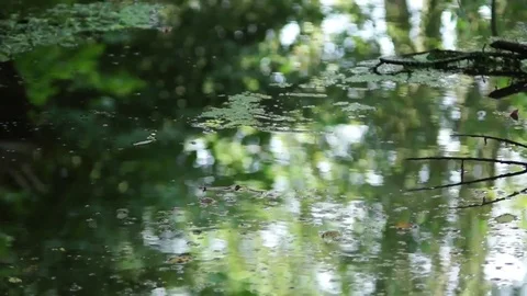 Forest river Reflection Video stock 78975333