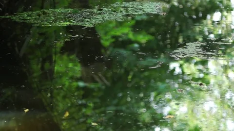 Forest river Reflection Stock Footage 78975337