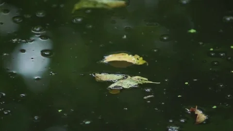 Forest river Reflection Video stock 78975402