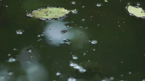 Forest river Reflection 動画素材 78975434