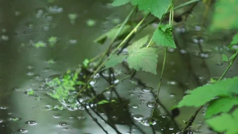 Forest river Reflection Video stock 78975576