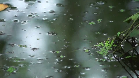 Forest river Reflection 動画素材 78975657