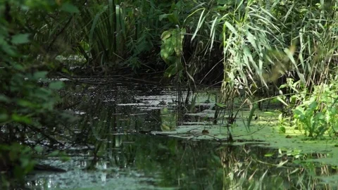 Forest river Reflection Stock Footage 78975669