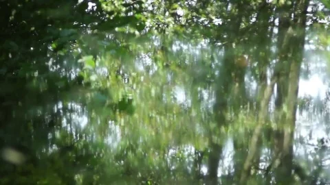 Forest river Reflection Stock Footage 79172597