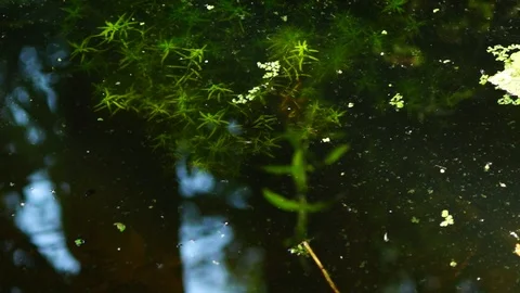 Forest river Reflection Stock Footage 92127025