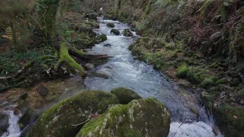 Forest River, Río de San Crimenzo In Spain - Drone Shot Stock Footage 326886447