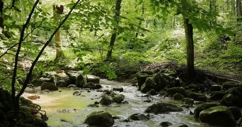 Forest river with rocks and trees Vídeos de archivo 122705486