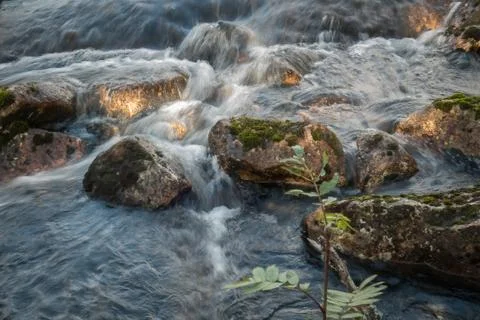 Forest river running Stock Photos