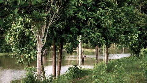 A forest with a river running through it Stock Photos