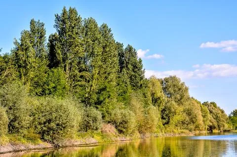 A forest with a river running through it Stock Photos