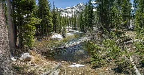 A forest with a river running through it Foto stock