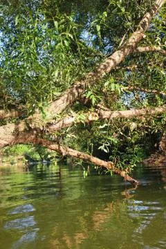 Forest river scene Stock Photos
