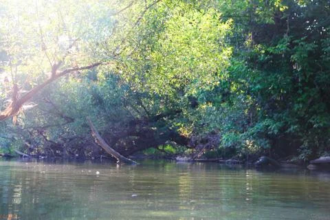 Forest river scene Foto stock