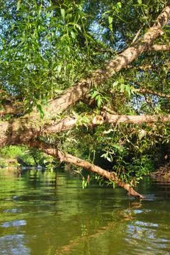 Forest river scene Stock Photos