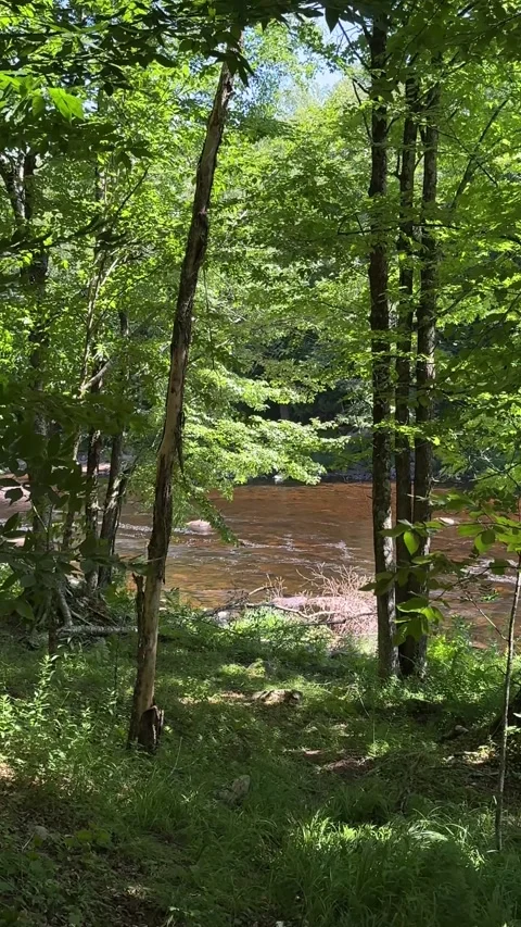 Forest River Seen Through Green Trees and Leafy Branches Stock Footage 346503144