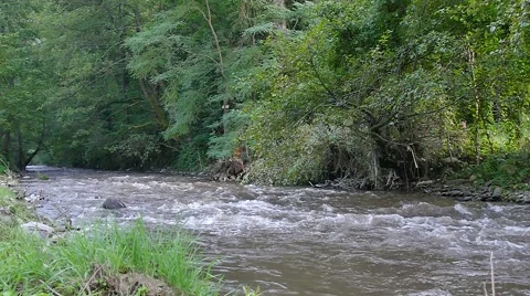 Forest river in Serbia Stock Footage 68029664