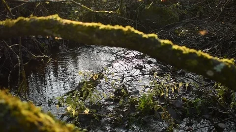 Forest river, shooting past Stock Footage 118432997