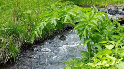Forest on River Shore Stock Footage 39444936