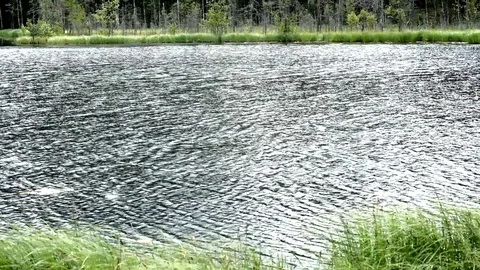 Forest river in slow motion as well as dragonfly and bird Stock Footage 113068449