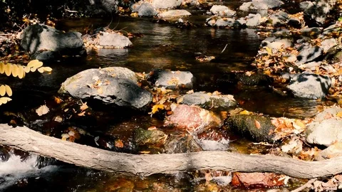 Forest River Small Cascades Stock Footage 81476909