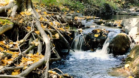 Forest River Small Waterfall Stock Footage 81477166