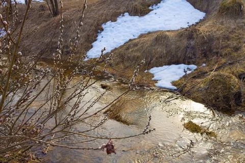 Forest with river in spring. Blooming willow on the snowy shore Stock Photos
