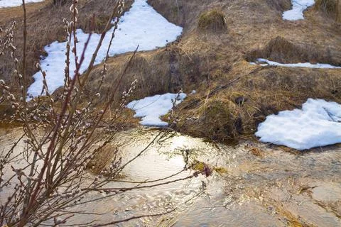 Forest with river in spring. Blooming willow on the snowy shore Stock Photos