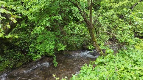 Forest river in spring in fresh greenery. Stock Footage 317630385