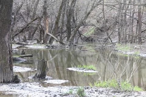 Forest river in spring, high water, bare branches of bushes, spring backgroun Stock Photos