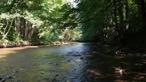 Forest river in spring time Stock-Footage 135806295