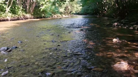 Forest river in spring time Video stock 135806360
