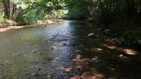 Forest river in spring time Stock Footage 135806361
