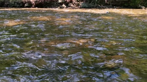 Forest river in spring time Stock Footage 135806366