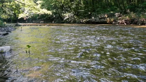 Forest river in spring time Stock Footage 135806370