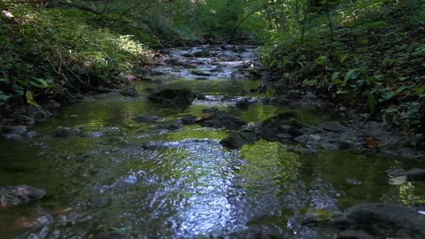Forest river in spring time Stock Footage 135915182