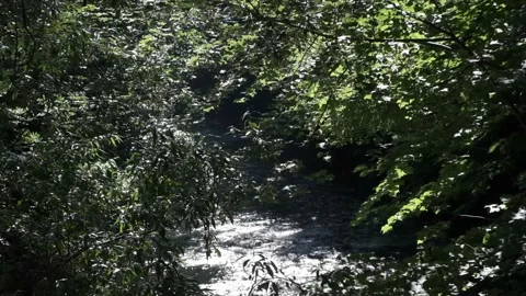 Forest river in spring time Stock Footage 136195010