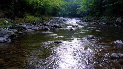 Forest river in spring time Video stock 137311816